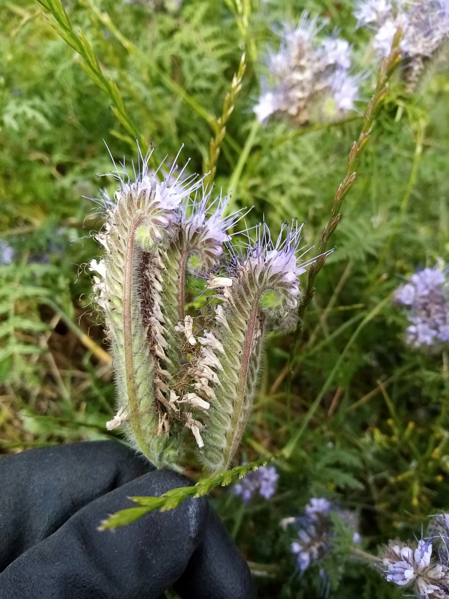 Tansy Leafed Phacelia (Phacelia Tanacetifolia) — fern-like leaves and clusters of lavender to violet bell-shaped flowers