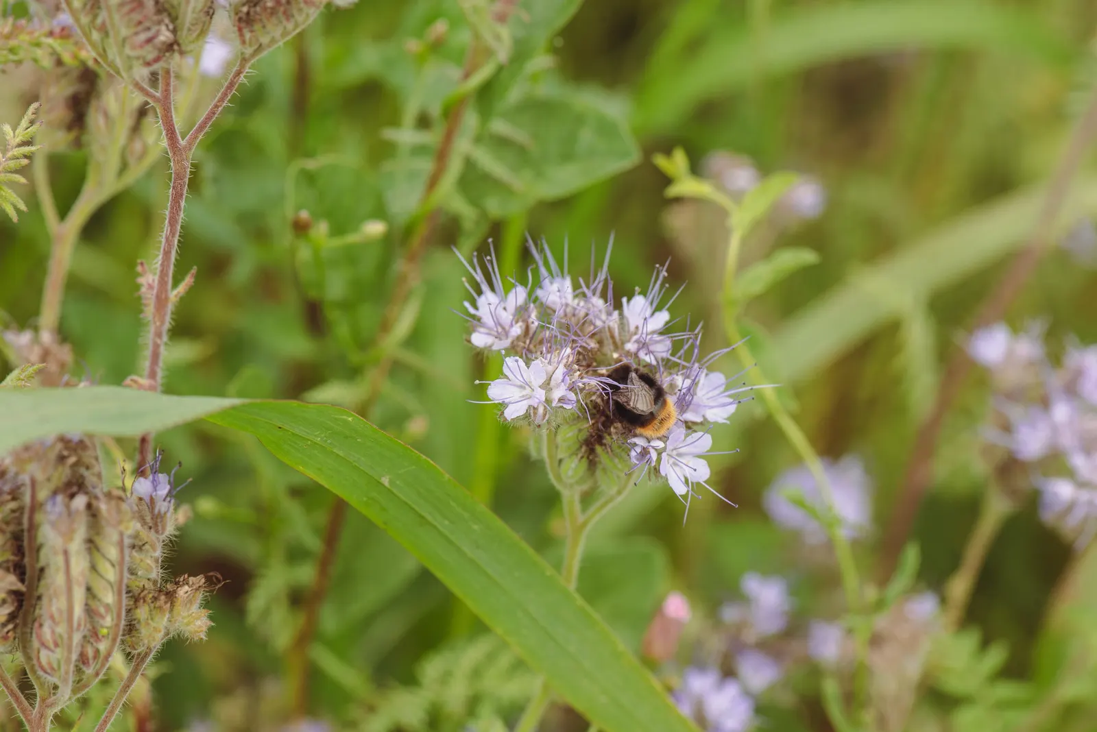 Tansy Leafed Phacelia (Phacelia Tanacetifolia) — Full sun to partial shade is ideal for optimal growth; fern-like leaves and clusters of lavender, image 74