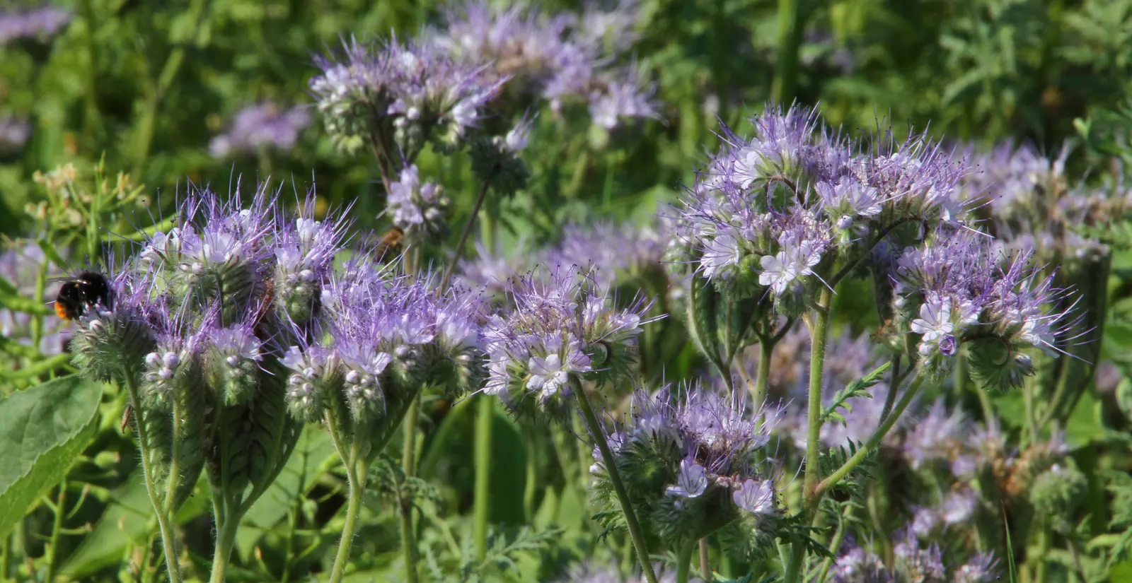 Tansy Leafed Phacelia (Phacelia Tanacetifolia) — Blooming from late spring into summer; blue flowers in the garden