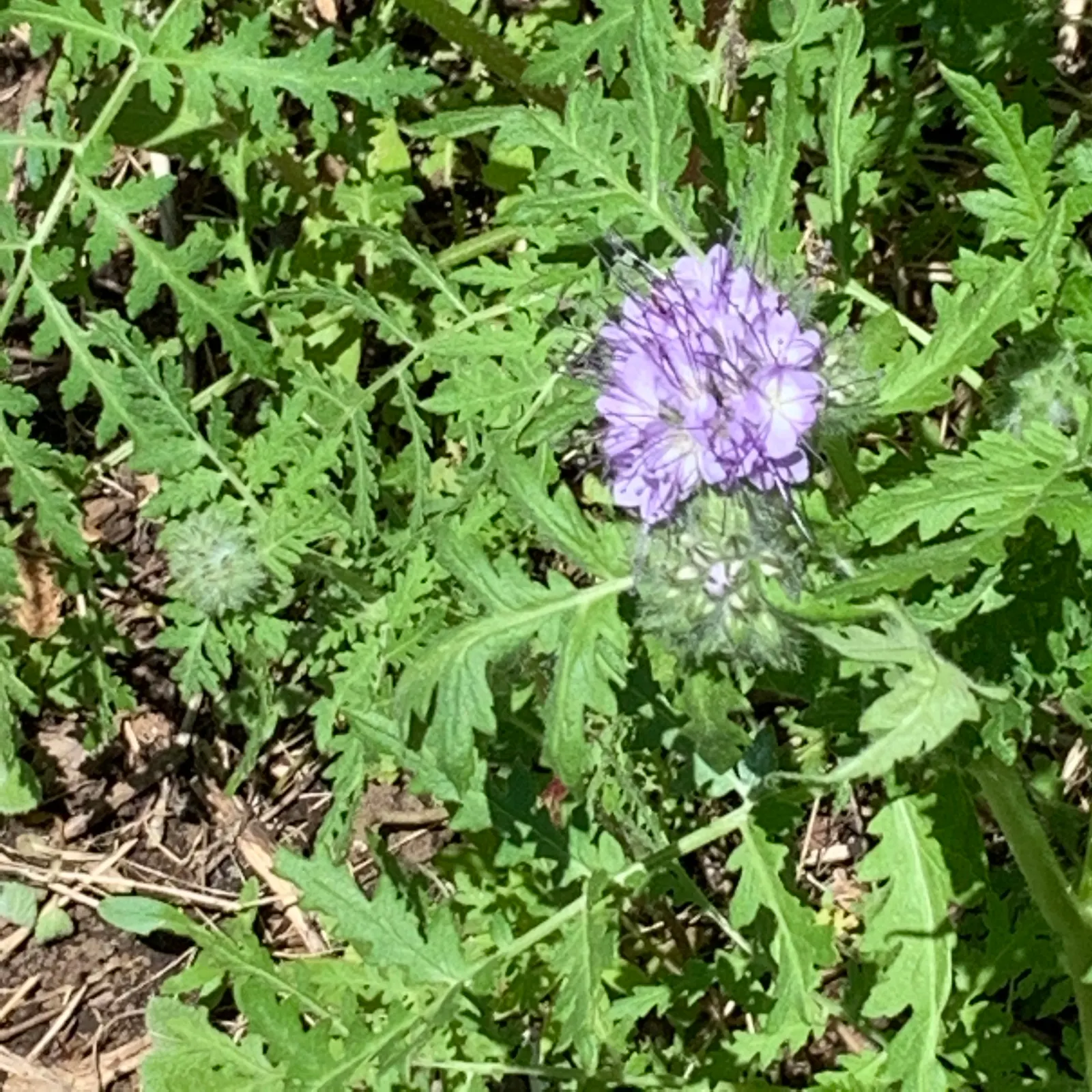 Tansy Leafed Phacelia (Phacelia Tanacetifolia) — it reaches a height of 1 to 2 feet and a spread of up to 1 foot; this Phacelia prefers, image 57