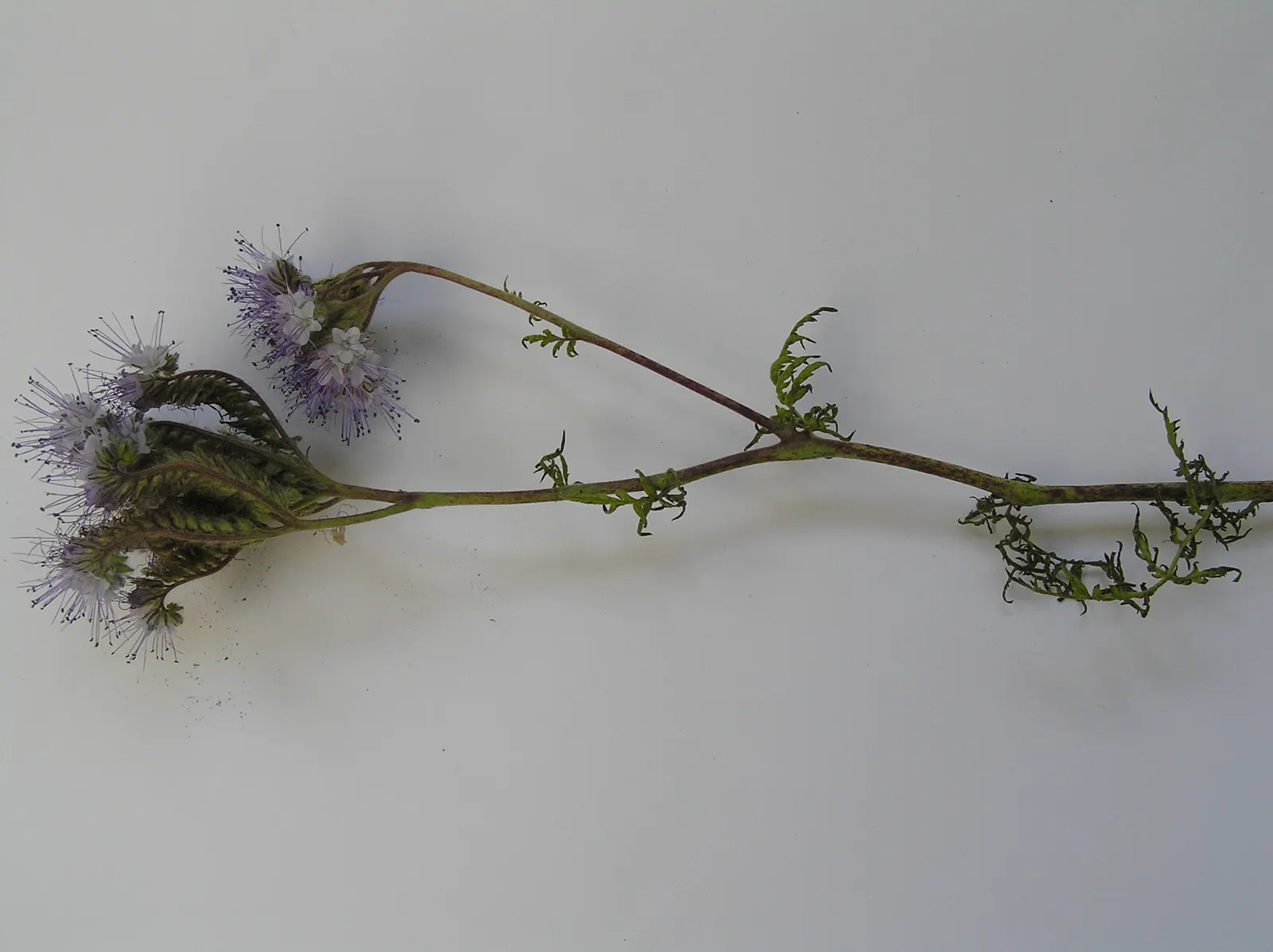 Tansy Leafed Phacelia (Phacelia Tanacetifolia) — commonly known as Tansy-leafed Phacelia or Blue Tansy; annual with blue blooms, image 116