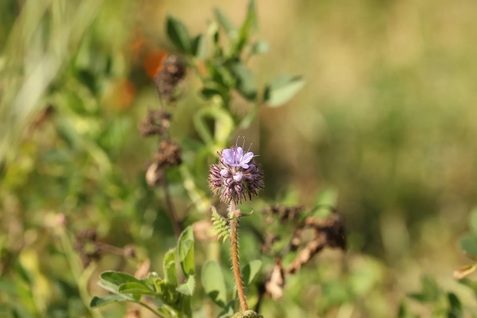 Tansy Leafed Phacelia (Phacelia Tanacetifolia) — thriving in USDA hardiness zones 3 through 10; full sun to partial shade is ideal for optimal growth