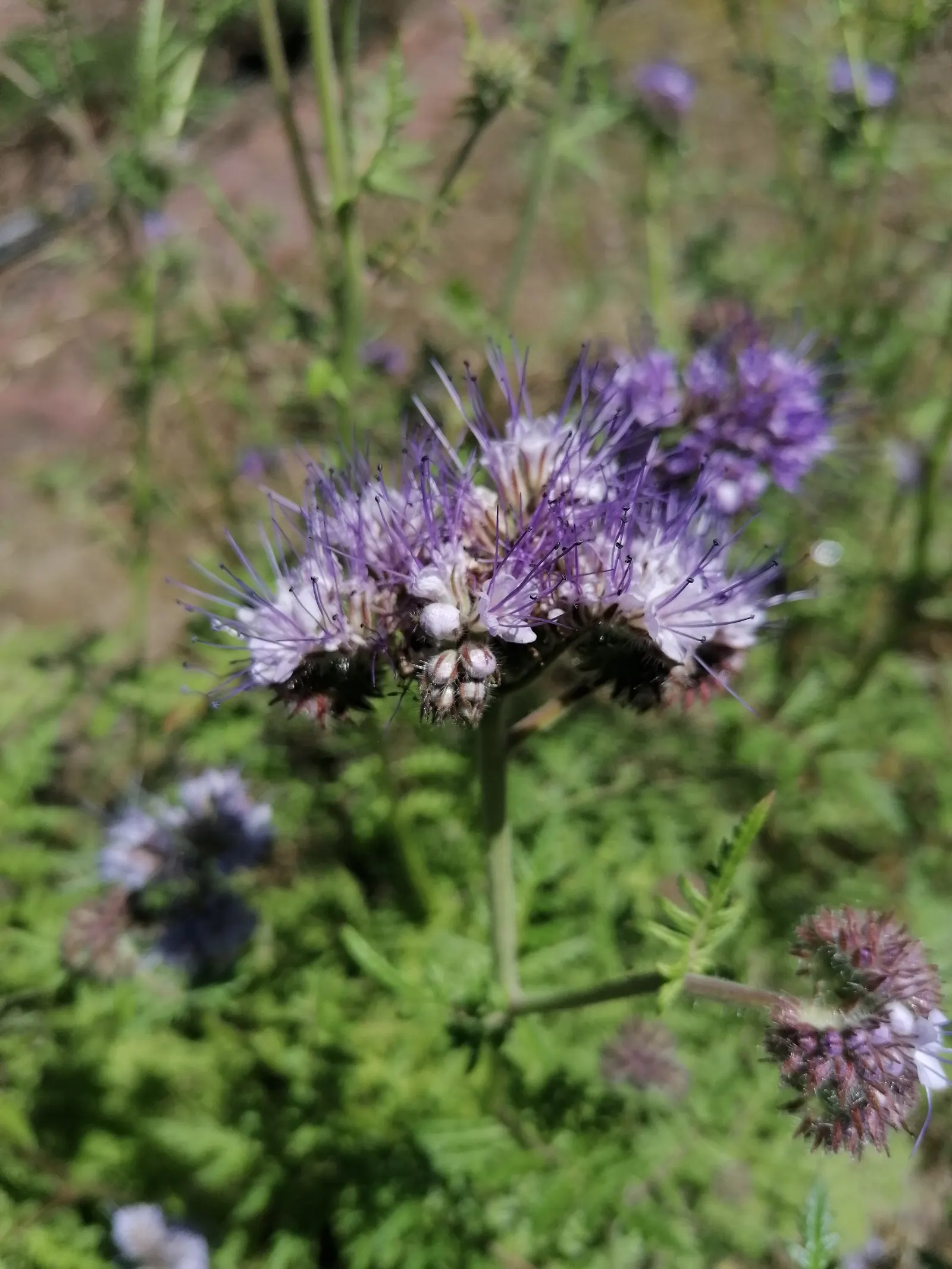 Tansy Leafed Phacelia (Phacelia Tanacetifolia) — It's a choice plant to instill a cottage-garden feel or lend softness to structured designs; it reaches a