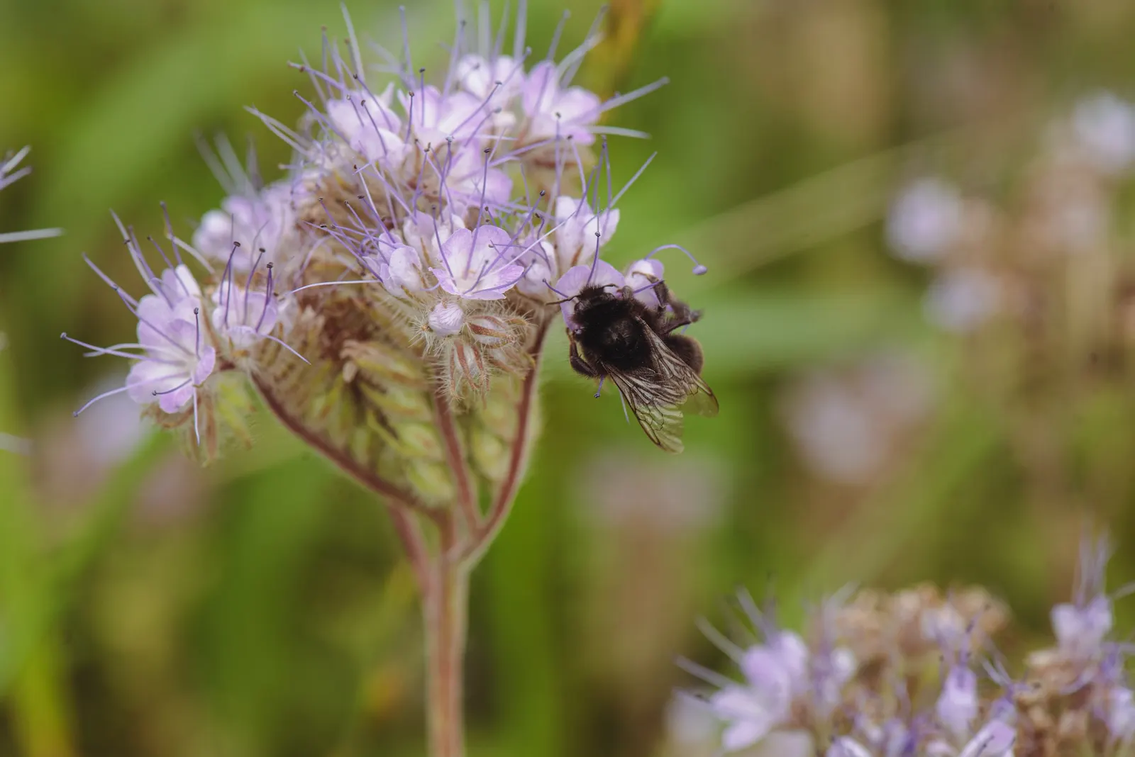 Tansy Leafed Phacelia (Phacelia Tanacetifolia) — Phacelia tanacetifolia, known as Tansy-leafed Phacelia, is an annual herbaceous plant