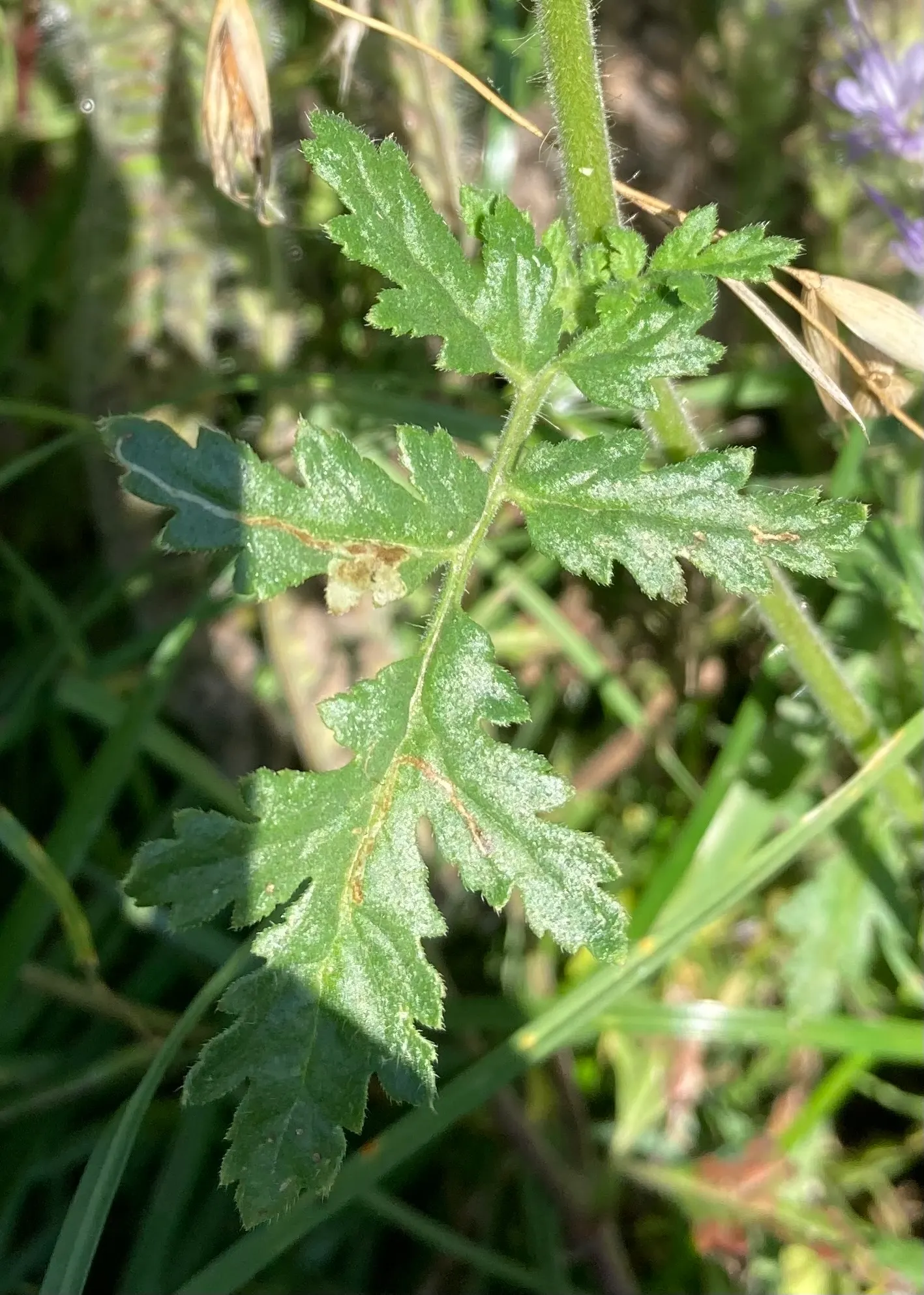 Tansy Leafed Phacelia (Phacelia Tanacetifolia) — Full sun to partial shade is ideal for optimal growth; fern-like leaves and clusters of lavender to violet