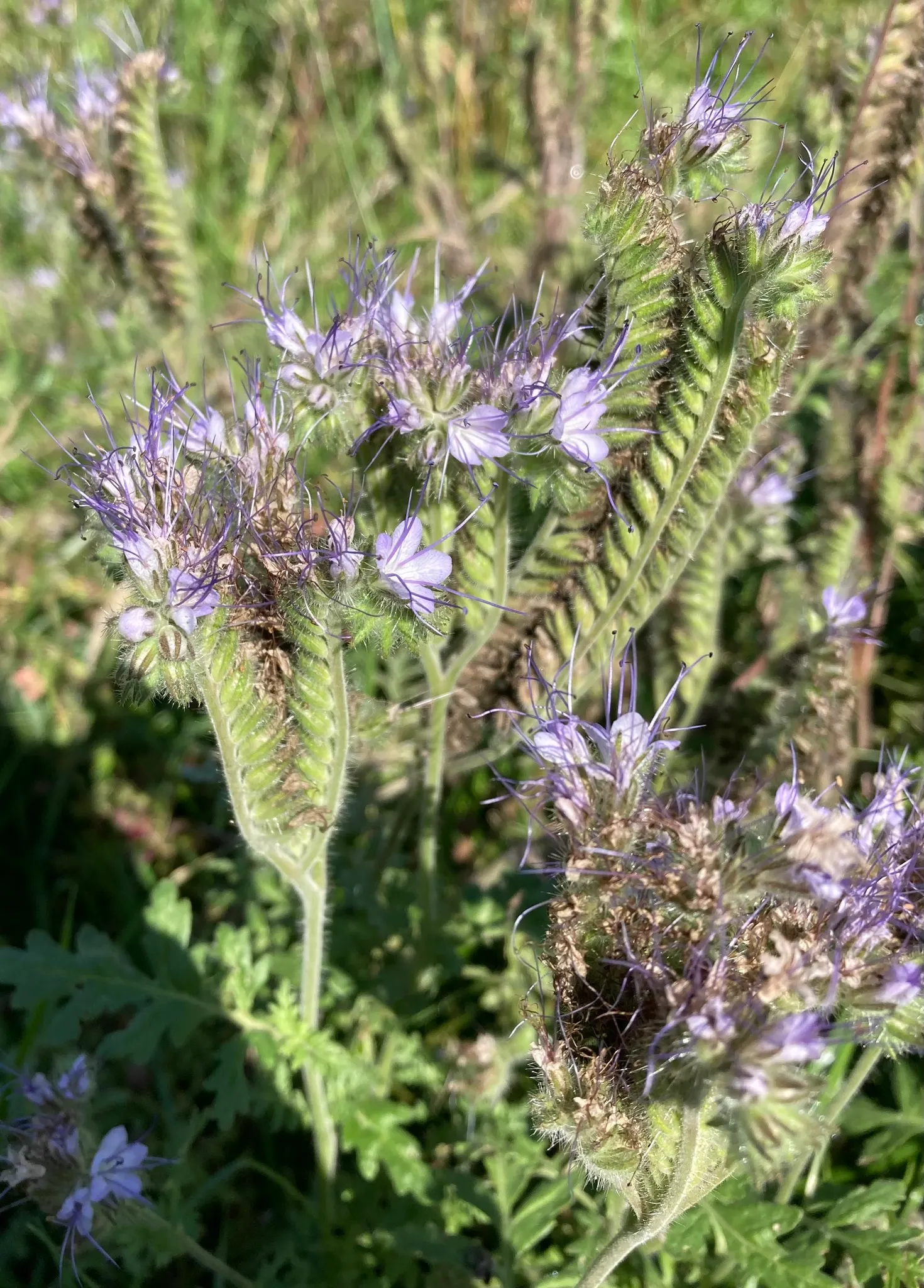 Tansy Leafed Phacelia (Phacelia Tanacetifolia) — it reaches a height of 1 to 2 feet and a spread of up to 1 foot