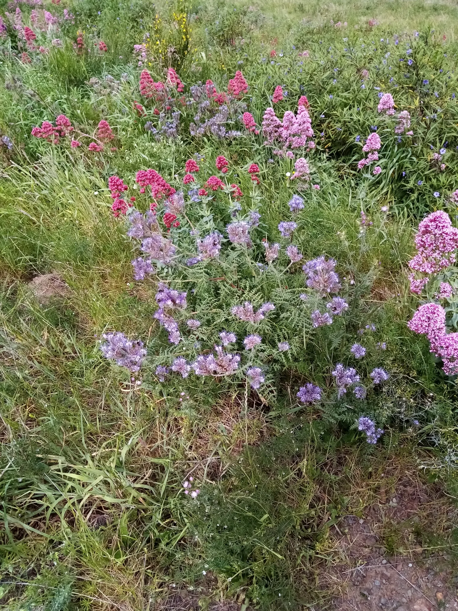 Tansy Leafed Phacelia (Phacelia Tanacetifolia) — which bloom profusely from late spring to early summer