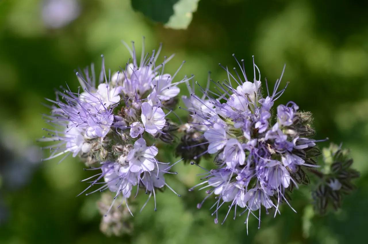 Tansy Leafed Phacelia (Phacelia Tanacetifolia) — thus enhancing the ecosystem value of the garden.<br><br>Adaptable to a variety of soil types, image 71