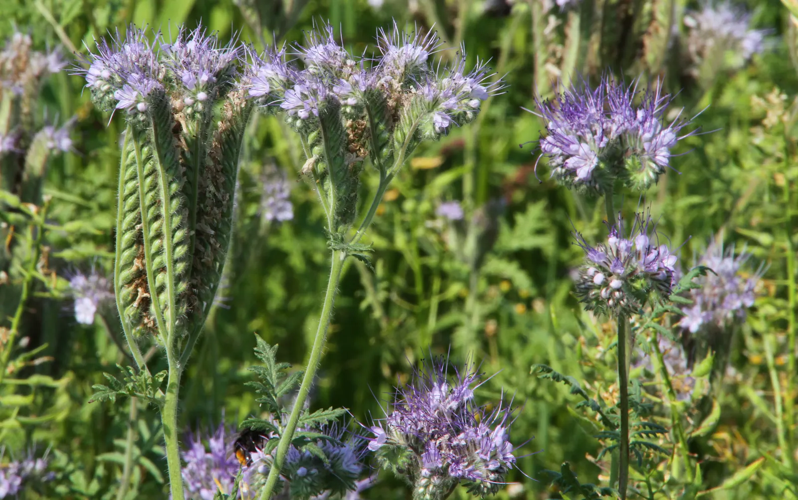 Tansy Leafed Phacelia (Phacelia Tanacetifolia) — provide a rich nectar source; it can naturalize if conditions are favorable, image 96