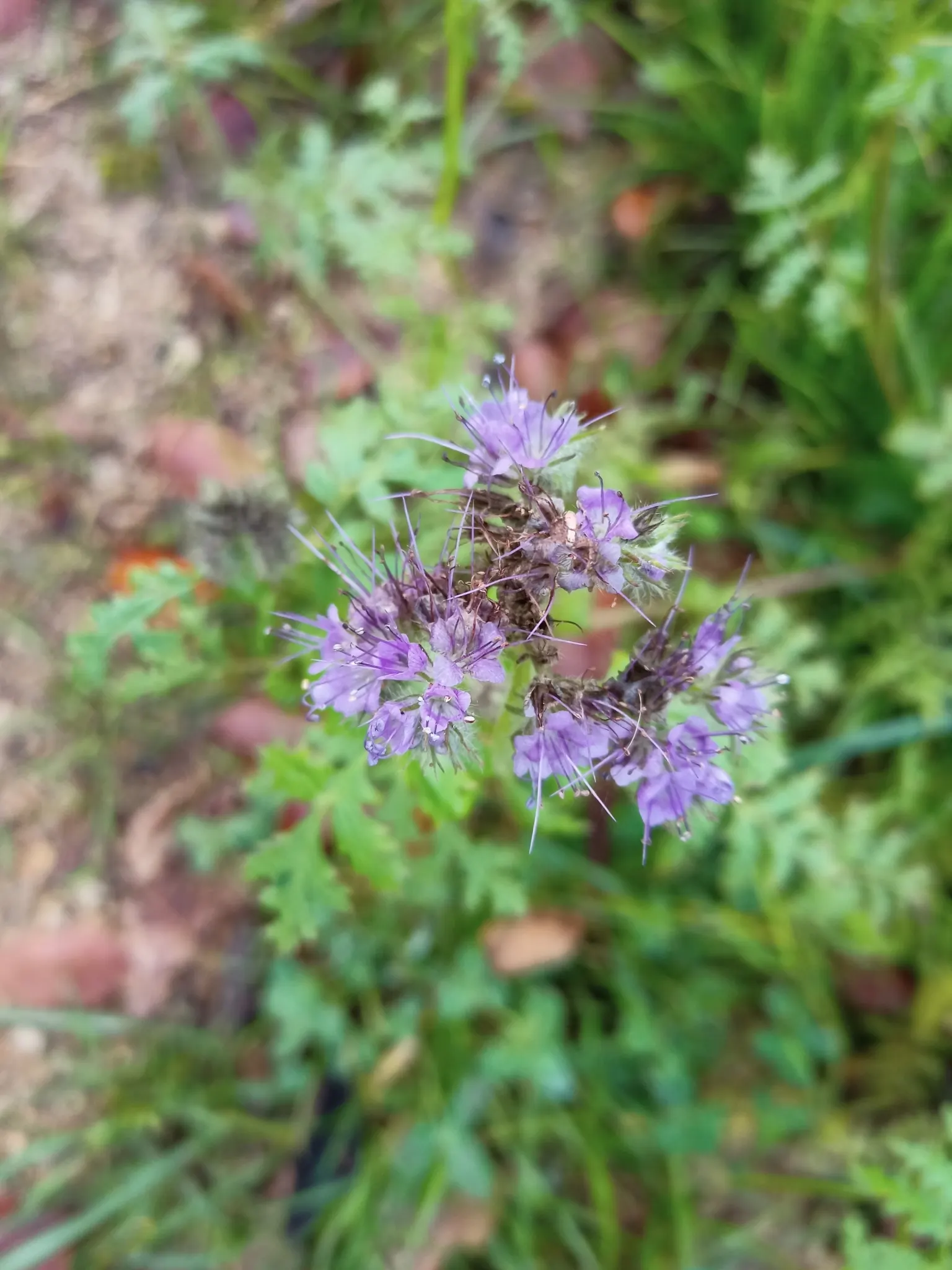 Tansy Leafed Phacelia (Phacelia Tanacetifolia) — Phacelia tanacetifolia, known as Tansy-leafed Phacelia, is an annual herbaceous plant; blooming, image 82
