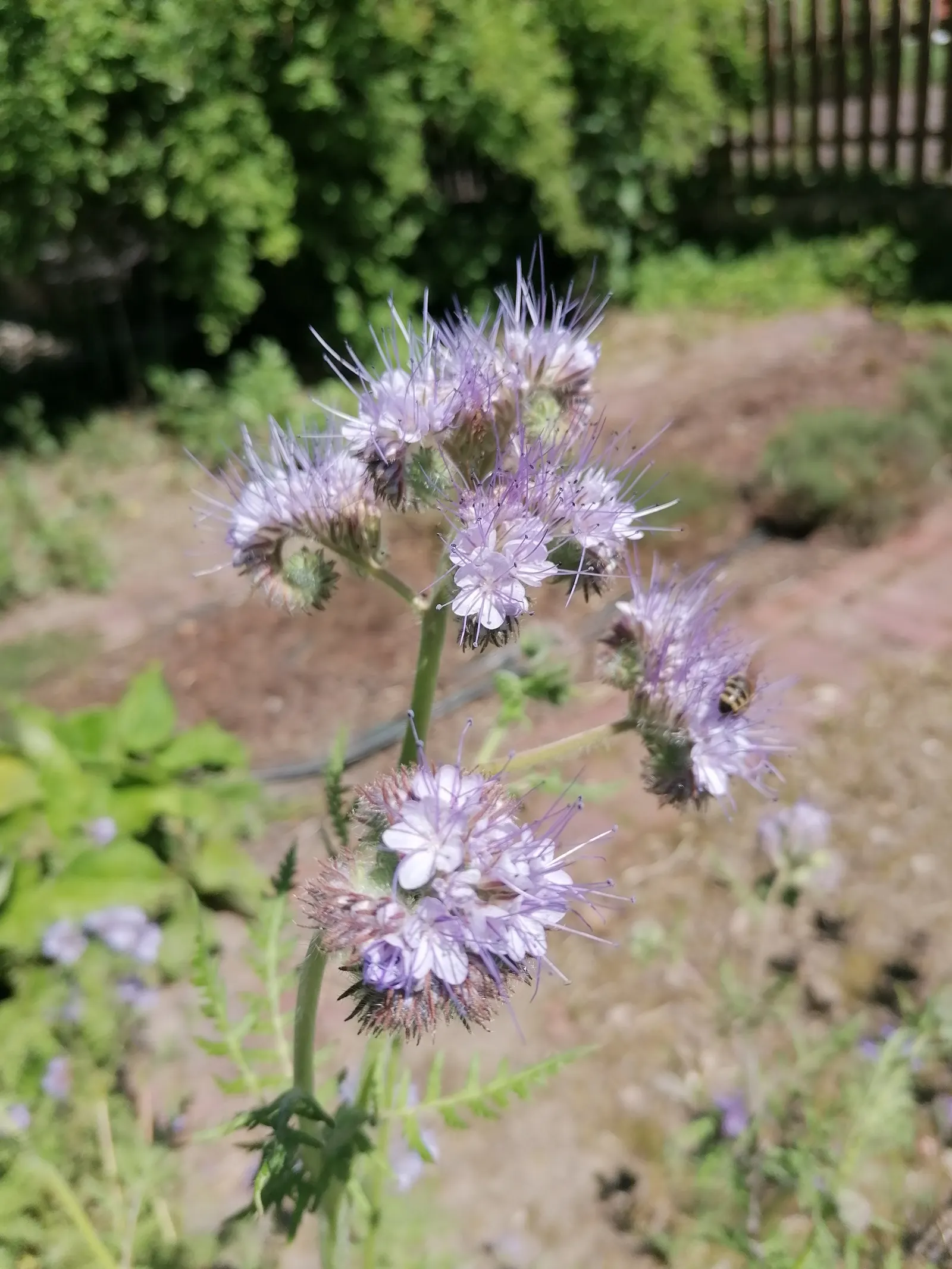 Tansy Leafed Phacelia (Phacelia Tanacetifolia) — making it an excellent choice for ecological gardens; fern-like leaves display a unique, image 60