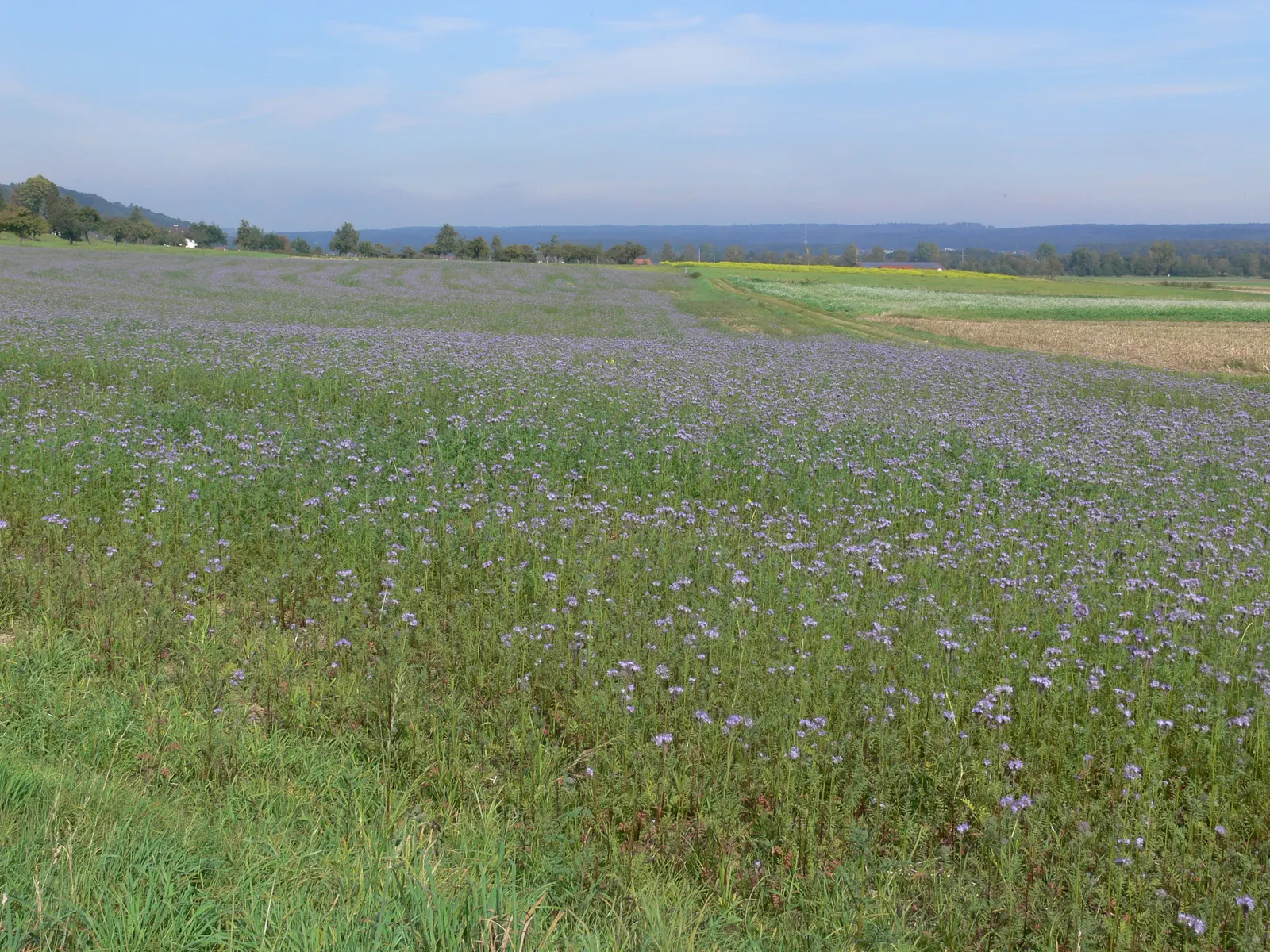 Tansy Leafed Phacelia (Phacelia Tanacetifolia) — usually about 0.5 inches across, image 95