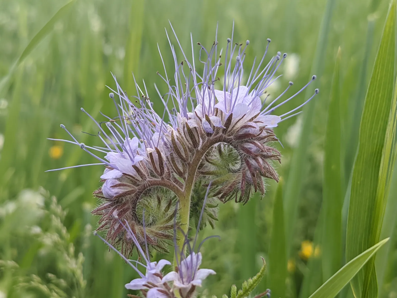 Tansy Leafed Phacelia (Phacelia Tanacetifolia) — is an annual herb that boasts both ornamental appeal and functional benefits in a landscape, image 117