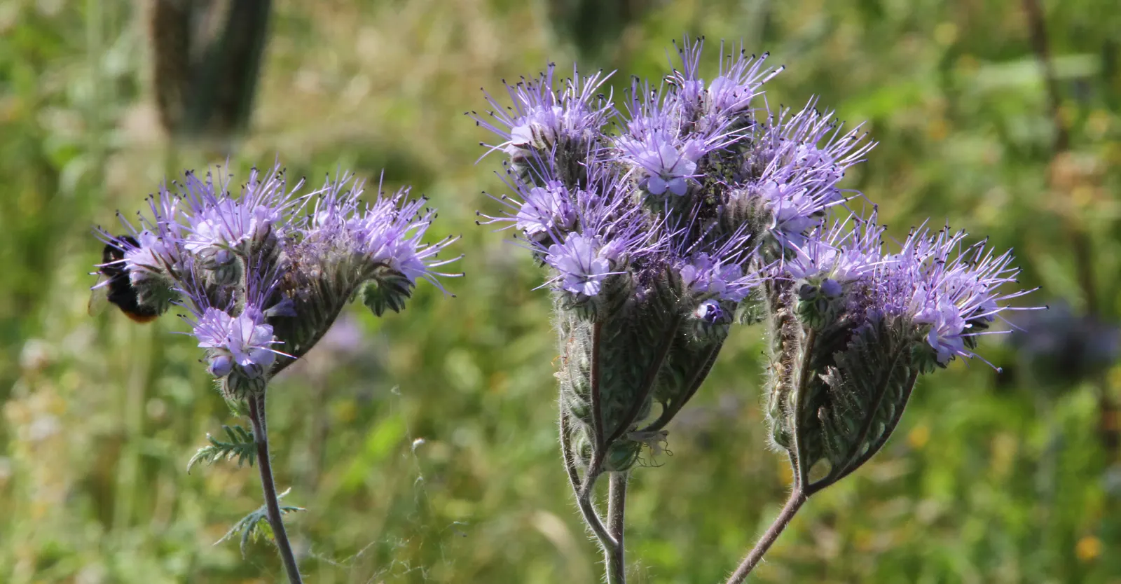 Tansy Leafed Phacelia (Phacelia Tanacetifolia) — Prefers full sun to partial shade in well-drained soils; making it suitable for xeriscapes or water-wise