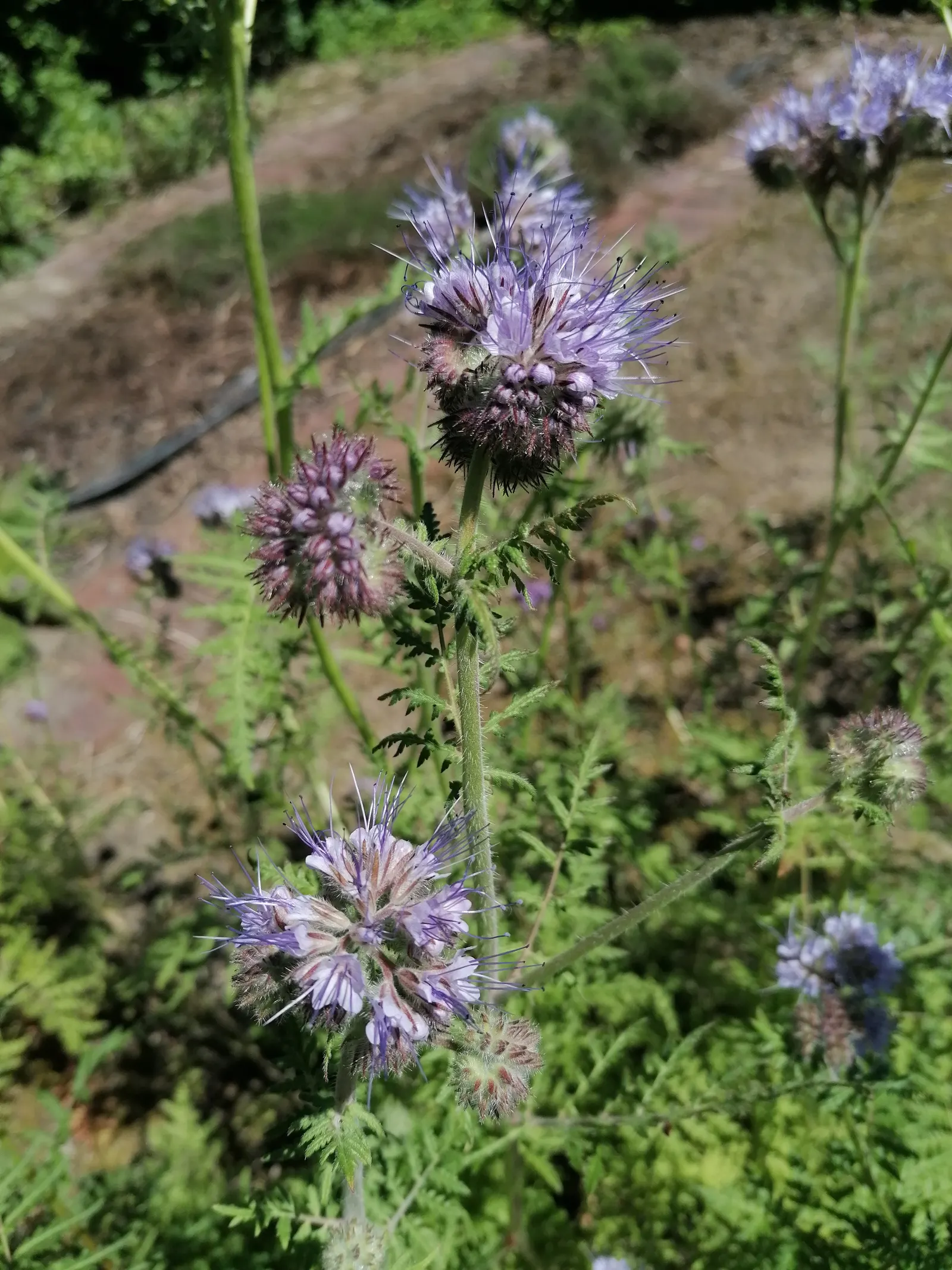 Tansy Leafed Phacelia (Phacelia Tanacetifolia) — which bloom profusely from late spring to early summer; prefers full sun to partial shade in well-drained soils