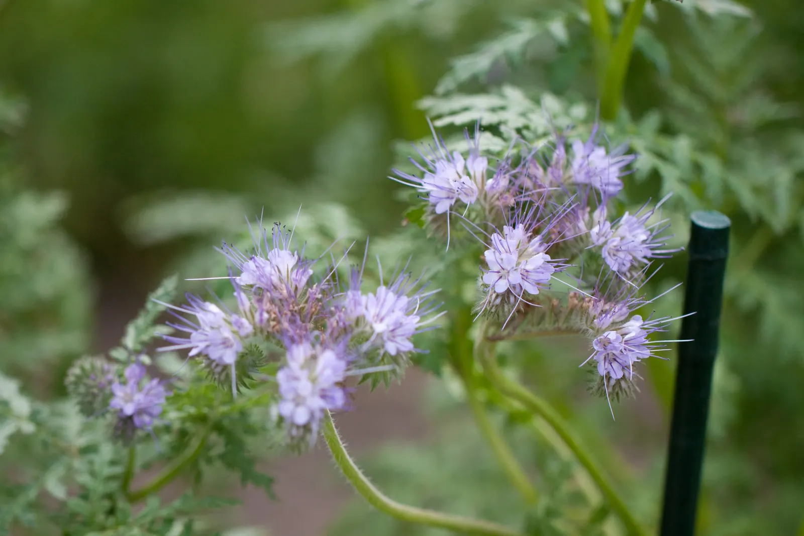 Tansy Leafed Phacelia (Phacelia Tanacetifolia) — is an annual herb that boasts both ornamental appeal and functional benefits in a landscape design