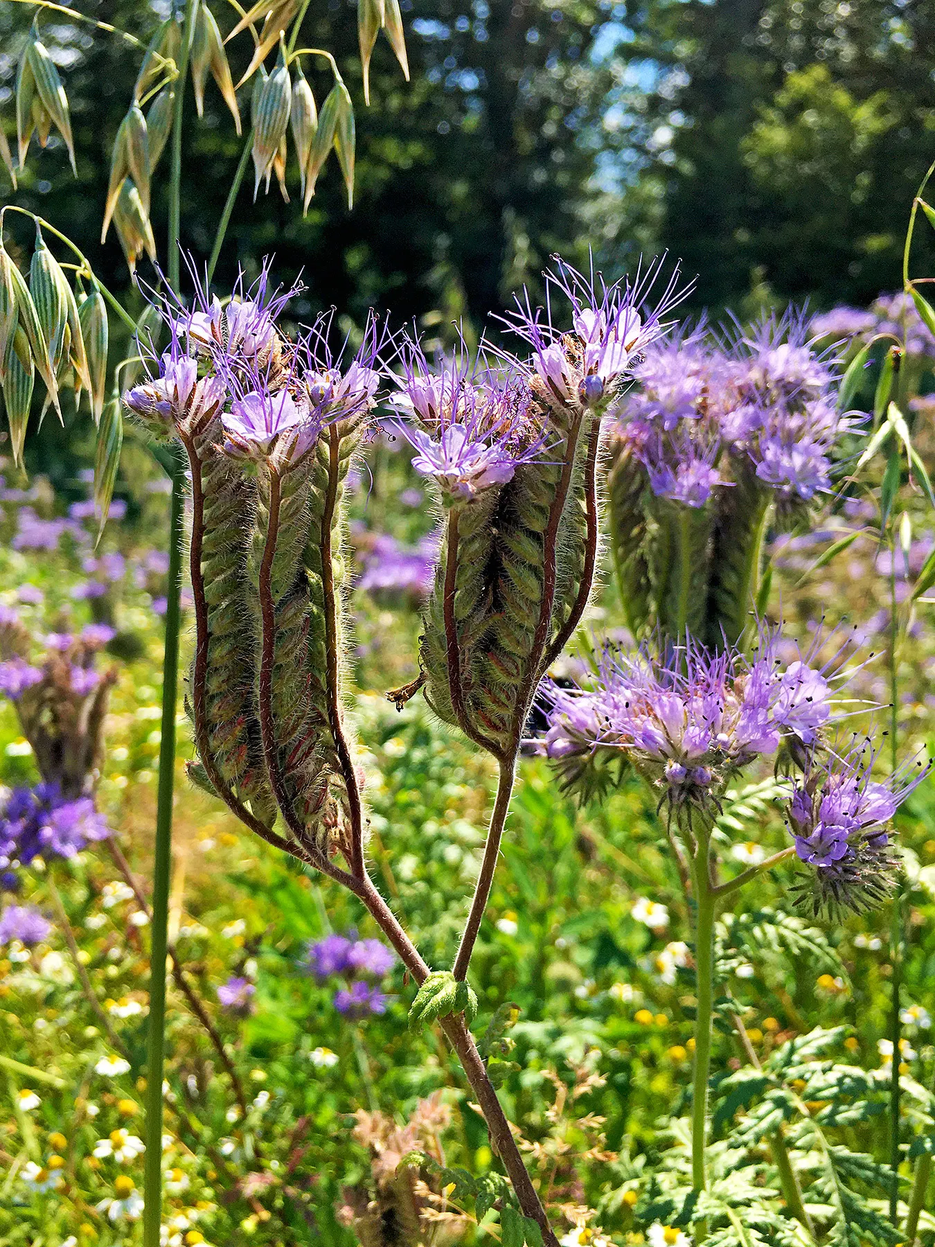 Tansy Leafed Phacelia (Phacelia Tanacetifolia) — Phacelia tanacetifolia, known as Tansy-leafed Phacelia, is an annual herbaceous plant; blooming from late