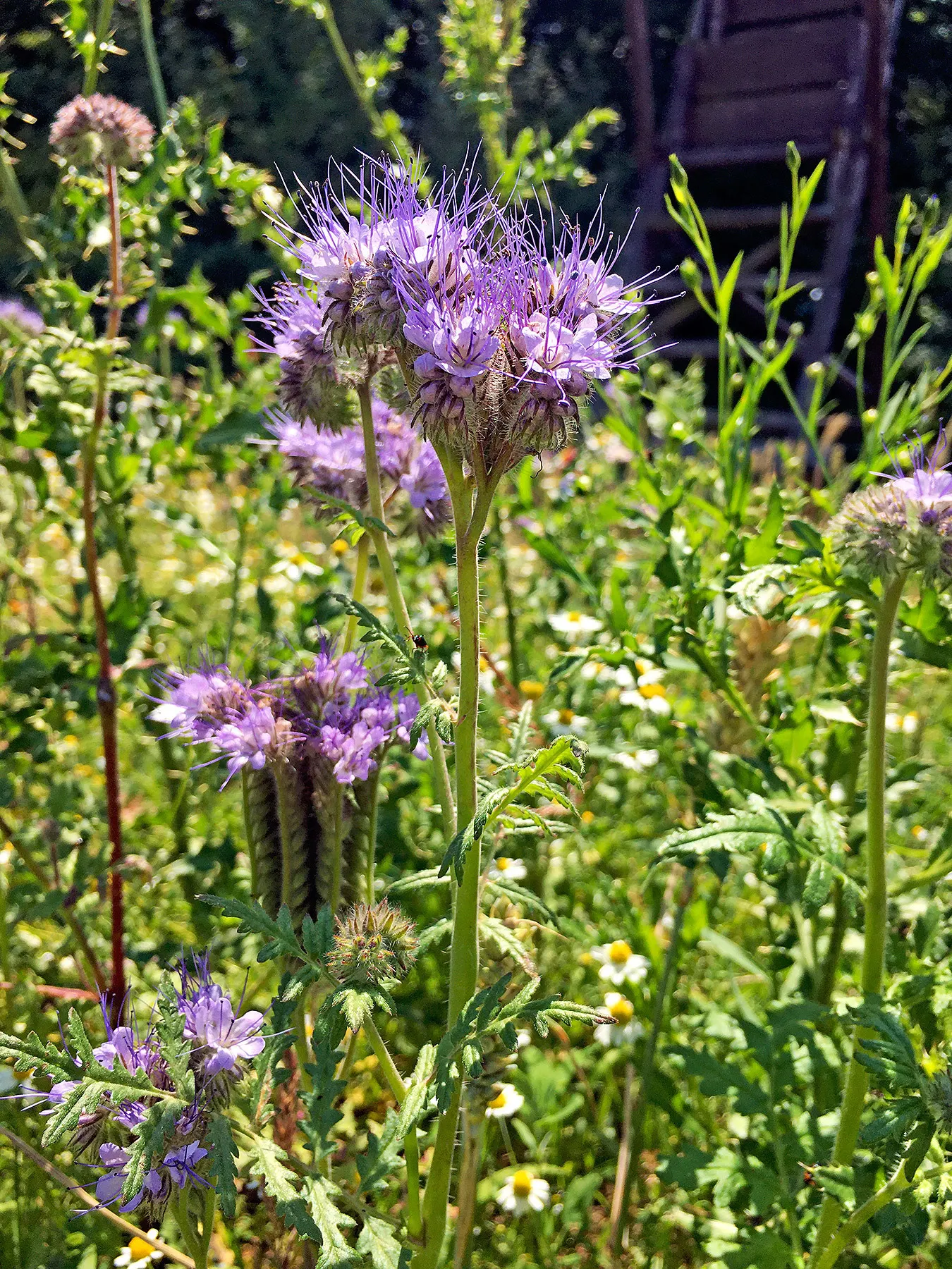 Tansy Leafed Phacelia (Phacelia Tanacetifolia) — thriving in USDA hardiness zones 3 through 10; full sun to partial shade is ideal for optimal, image 65