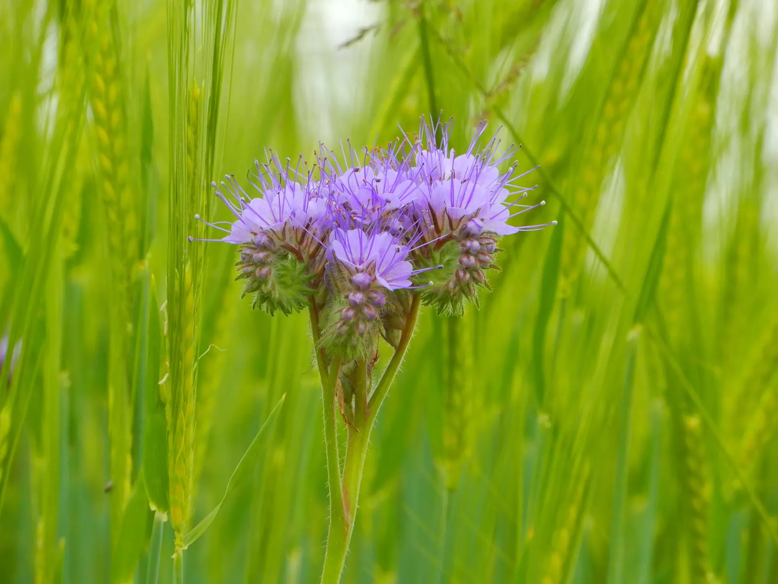 Tansy Leafed Phacelia (Phacelia Tanacetifolia) — annual for full; it's a choice plant to instill a cottage-garden feel or lend softness to, image 81