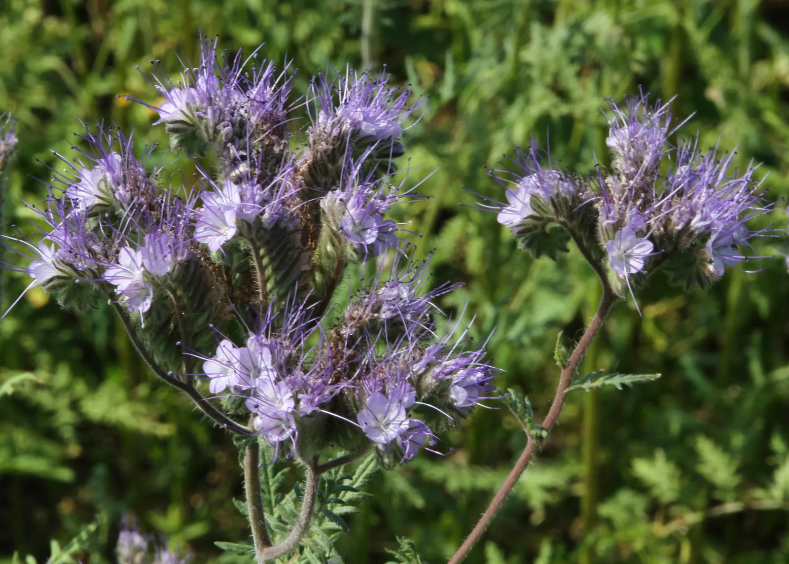 Tansy Leafed Phacelia (Phacelia Tanacetifolia) — helping to suppress weeds and improve soil health, image 104