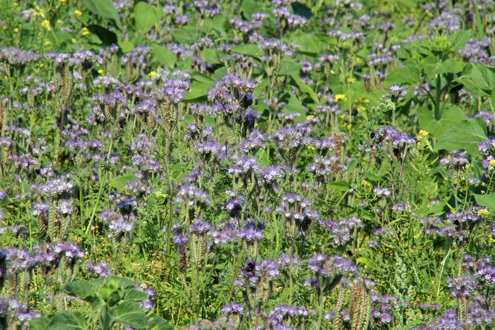 Tansy Leafed Phacelia (Phacelia Tanacetifolia) — is an annual herb that boasts both ornamental appeal and functional benefits in a landscape, image 63