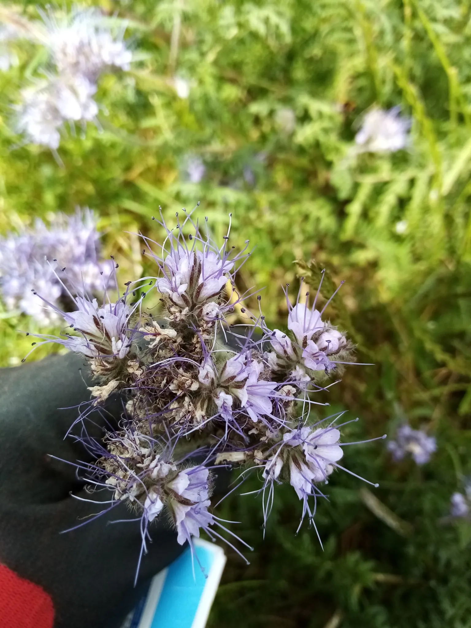 Tansy Leafed Phacelia (Phacelia Tanacetifolia) — It's a choice plant to instill a cottage-garden feel or lend softness to structured designs