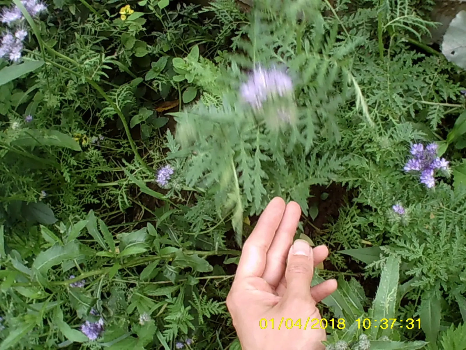 Tansy Leafed Phacelia (Phacelia Tanacetifolia) — it can naturalize if conditions are favorable; is an annual herb that boasts both ornamental appeal and