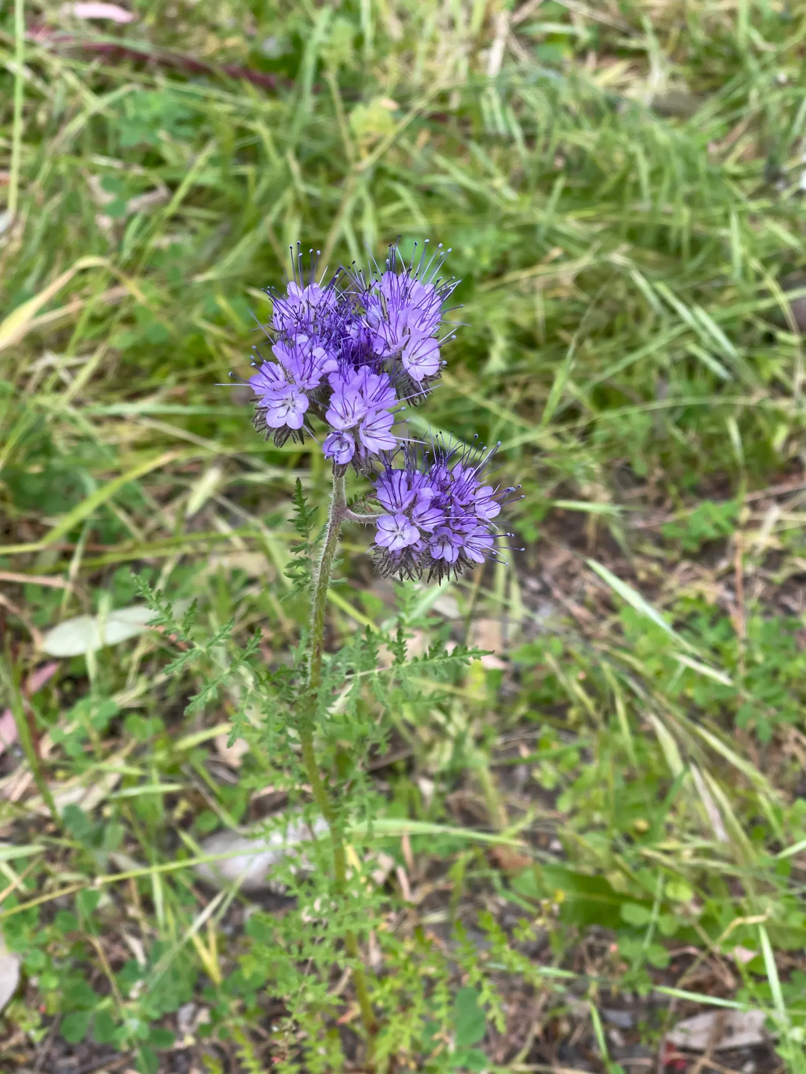 Tansy Leafed Phacelia (Phacelia Tanacetifolia) — provide a rich nectar source
