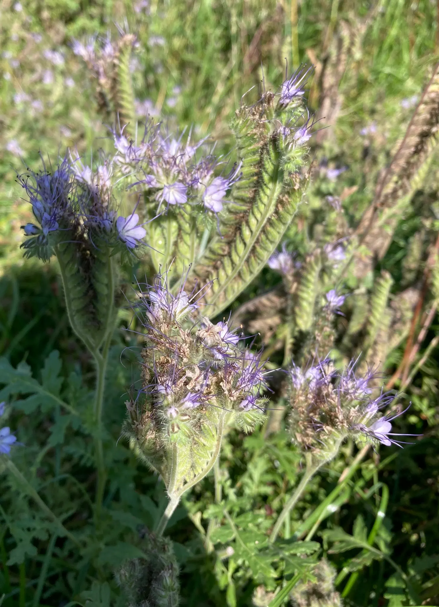 Tansy Leafed Phacelia (Phacelia Tanacetifolia) — helping to suppress weeds and improve soil health