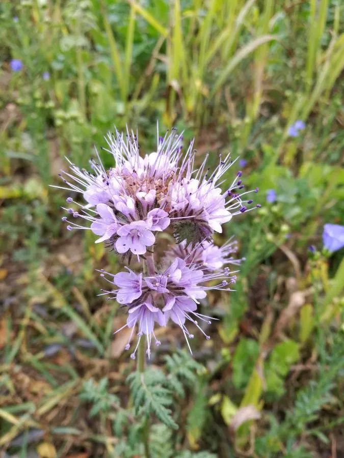 Tansy Leafed Phacelia (Phacelia Tanacetifolia) — making the plant a magnet for beneficial pollinators like bees and butterflies; phacelia, image 70