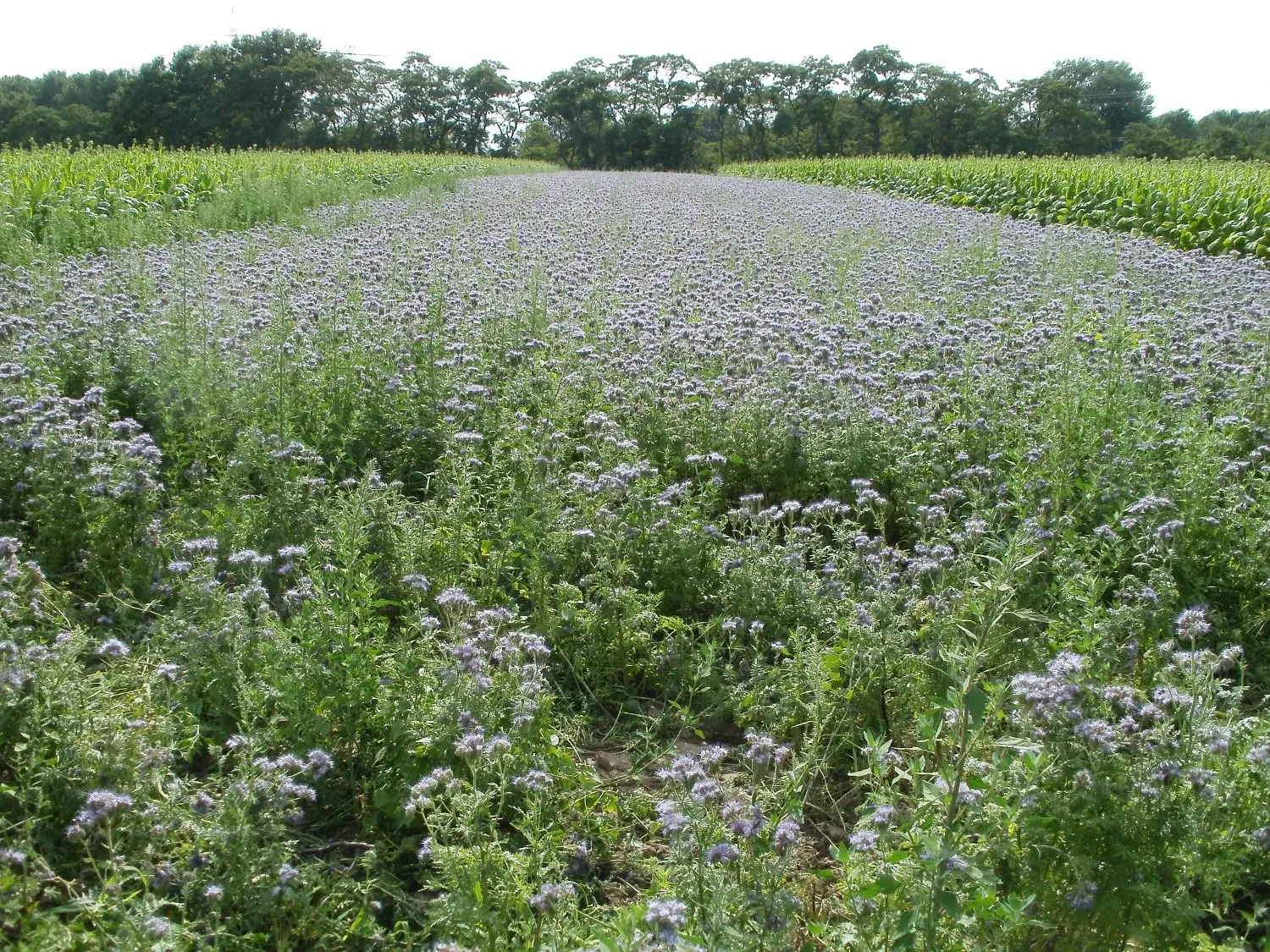 Tansy Leafed Phacelia (Phacelia Tanacetifolia) — This species typically reaches a height of 1 to 2 feet with a similar spread; which bloom, image 118