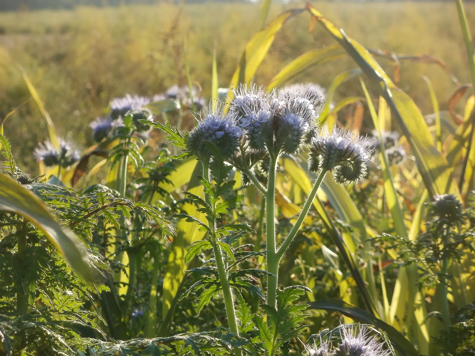 Tansy Leafed Phacelia (Phacelia Tanacetifolia) — though it is not typically aggressive.<br><br>For the client's knowledge; making the plant a magnet for