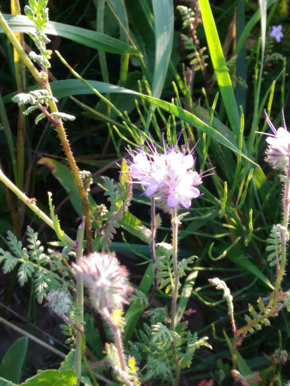 Tansy Leafed Phacelia (Phacelia Tanacetifolia) — this Phacelia prefers well-drained soils and is moderately drought-tolerant once established, image 99