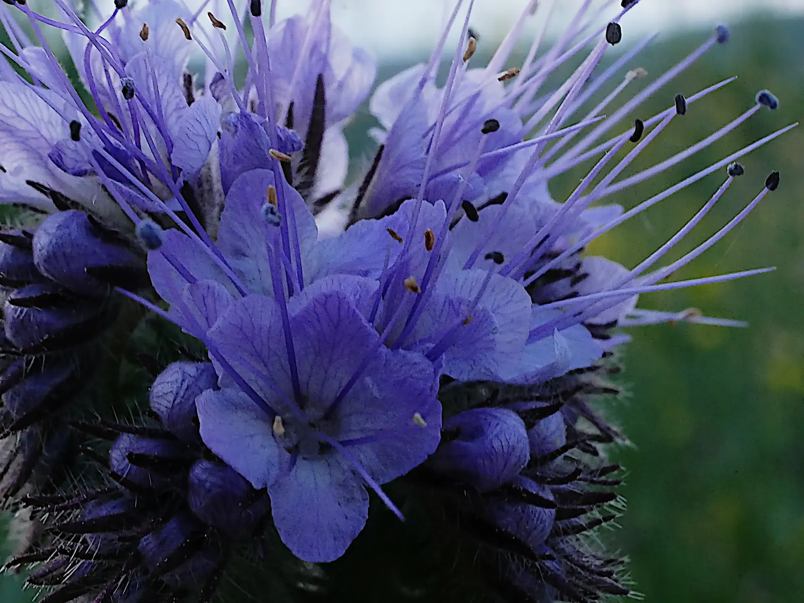 Tansy Leafed Phacelia (Phacelia Tanacetifolia) — Full sun to partial shade is ideal for optimal growth