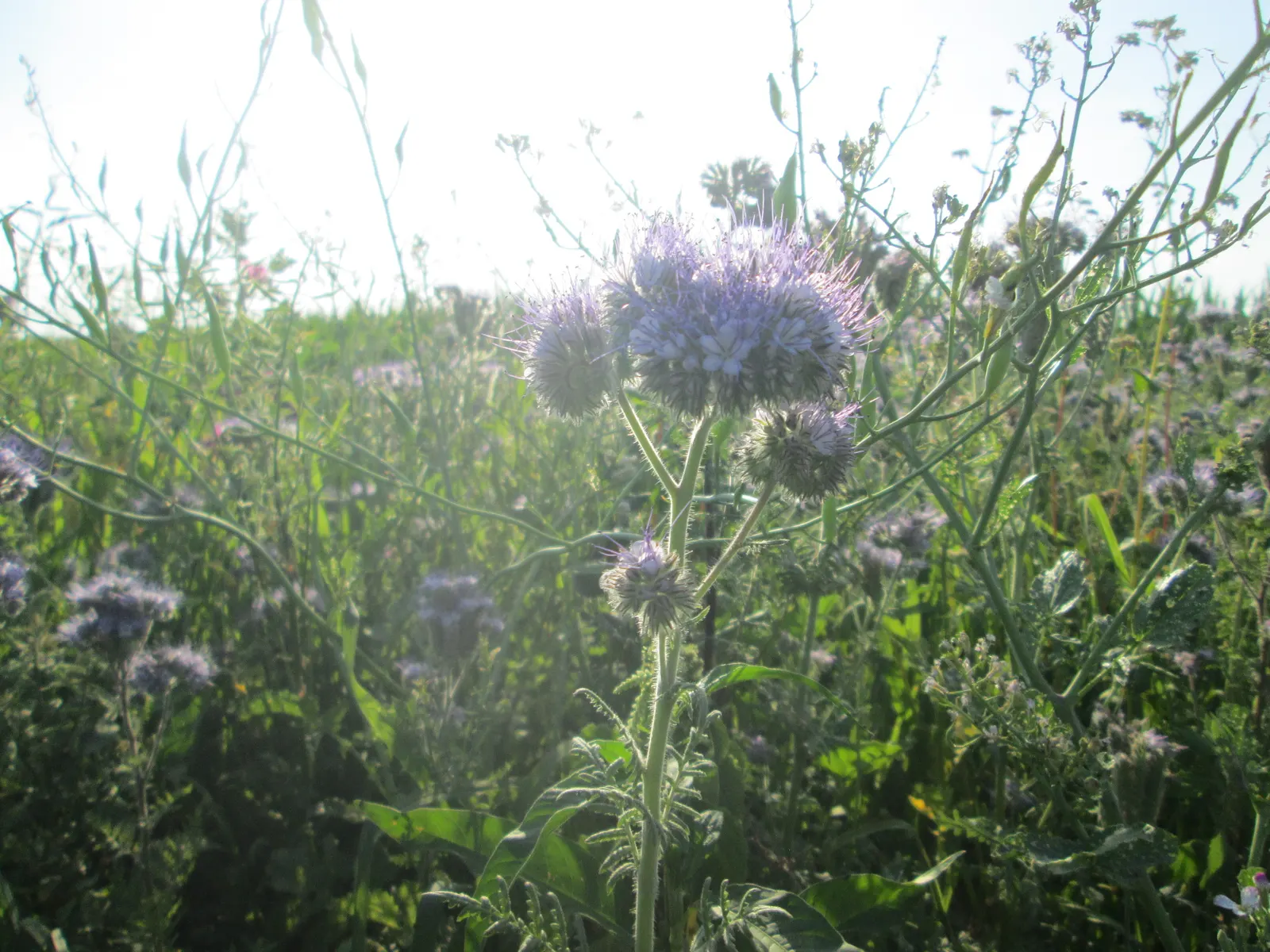 Tansy Leafed Phacelia (Phacelia Tanacetifolia) — helping to suppress weeds and improve soil health, image 77