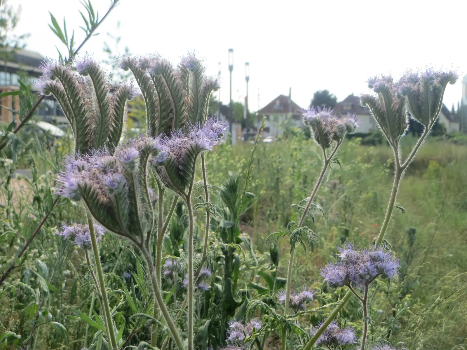 Tansy Leafed Phacelia (Phacelia Tanacetifolia) — Full sun to partial shade is ideal for optimal growth; fern-like leaves and clusters of lavender, image 101