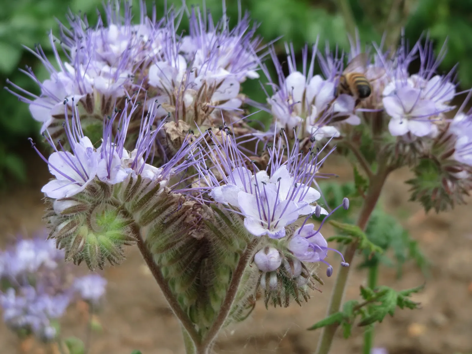 Tansy Leafed Phacelia (Phacelia Tanacetifolia) — It's a choice plant to instill a cottage-garden feel or lend softness to structured designs; it, image 78