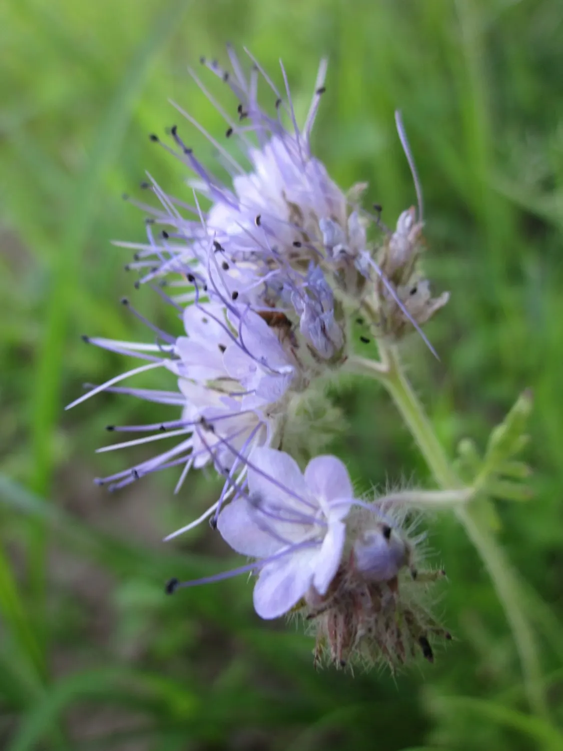 Tansy Leafed Phacelia (Phacelia Tanacetifolia) — provide a rich nectar source; it can naturalize if conditions are favorable