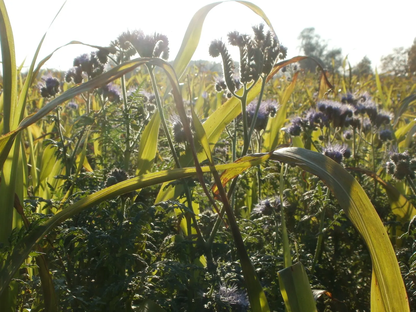 Tansy Leafed Phacelia (Phacelia Tanacetifolia) — helping to suppress weeds and improve soil health, image 50