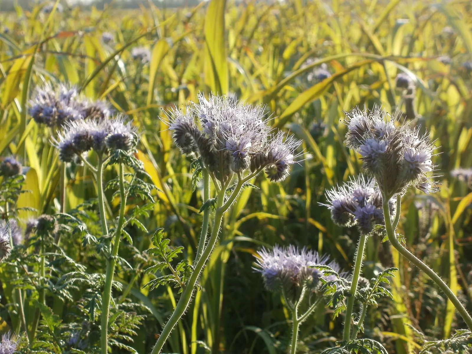 Tansy Leafed Phacelia (Phacelia Tanacetifolia) — making the plant a magnet for beneficial pollinators like bees and butterflies