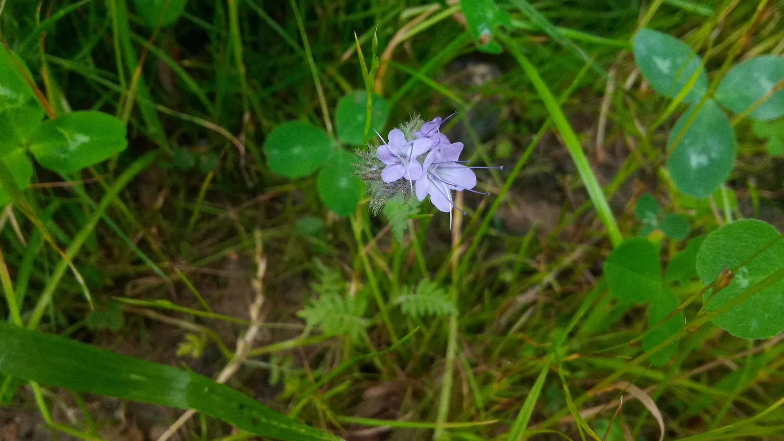 Tansy Leafed Phacelia (Phacelia Tanacetifolia) — Phacelia tanacetifolia, known as Tansy-leafed Phacelia, is an annual herbaceous plant; blooming, image 109