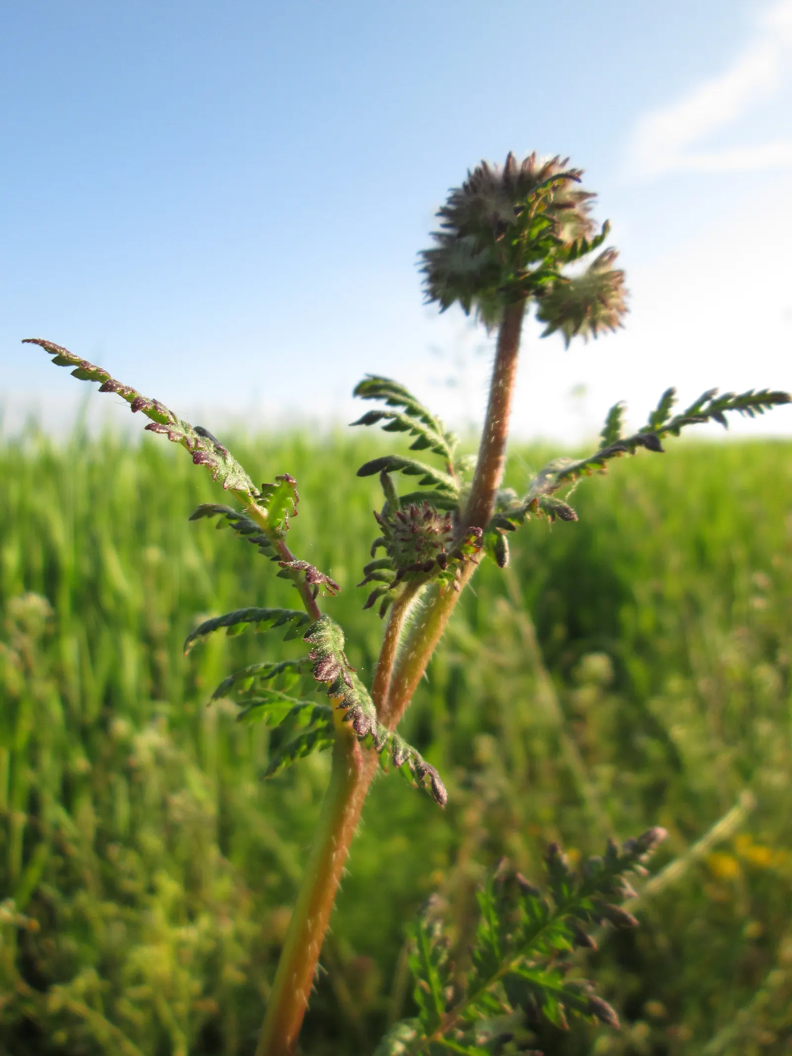 Tansy Leafed Phacelia (Phacelia Tanacetifolia) — Prefers full sun to partial shade in well-drained soils; making it suitable for xeriscapes or, image 88