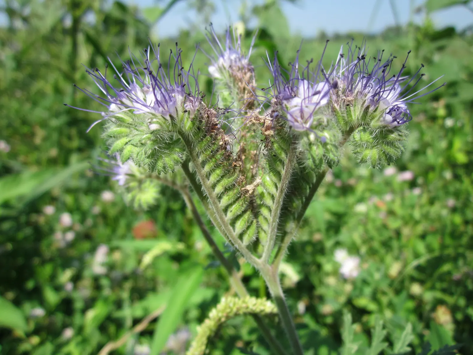 Tansy Leafed Phacelia (Phacelia Tanacetifolia) — making it suitable for xeriscapes or water-wise gardens; though it is not typically, image 100