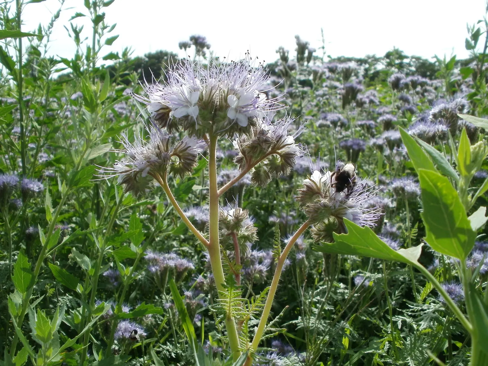 Tansy Leafed Phacelia (Phacelia Tanacetifolia) — Prefers full sun to partial shade in well-drained soils; making it suitable for xeriscapes or, image 61