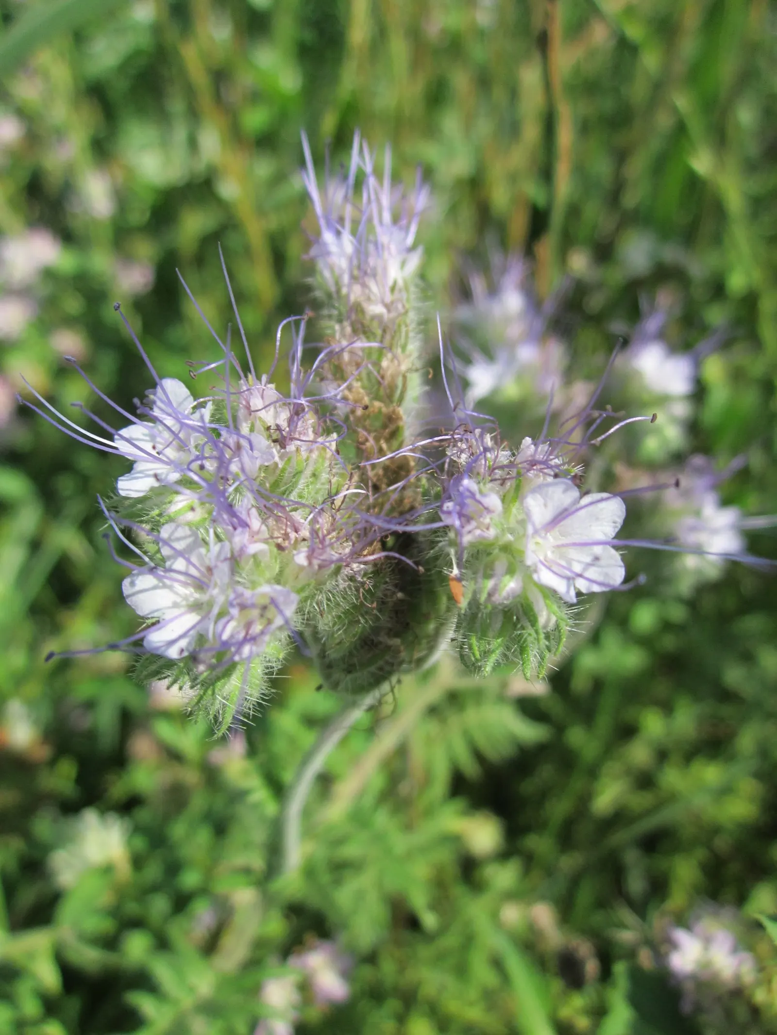 Tansy Leafed Phacelia (Phacelia Tanacetifolia) — thriving in USDA hardiness zones 3 through 10; full sun to partial shade is ideal for optimal, image 92