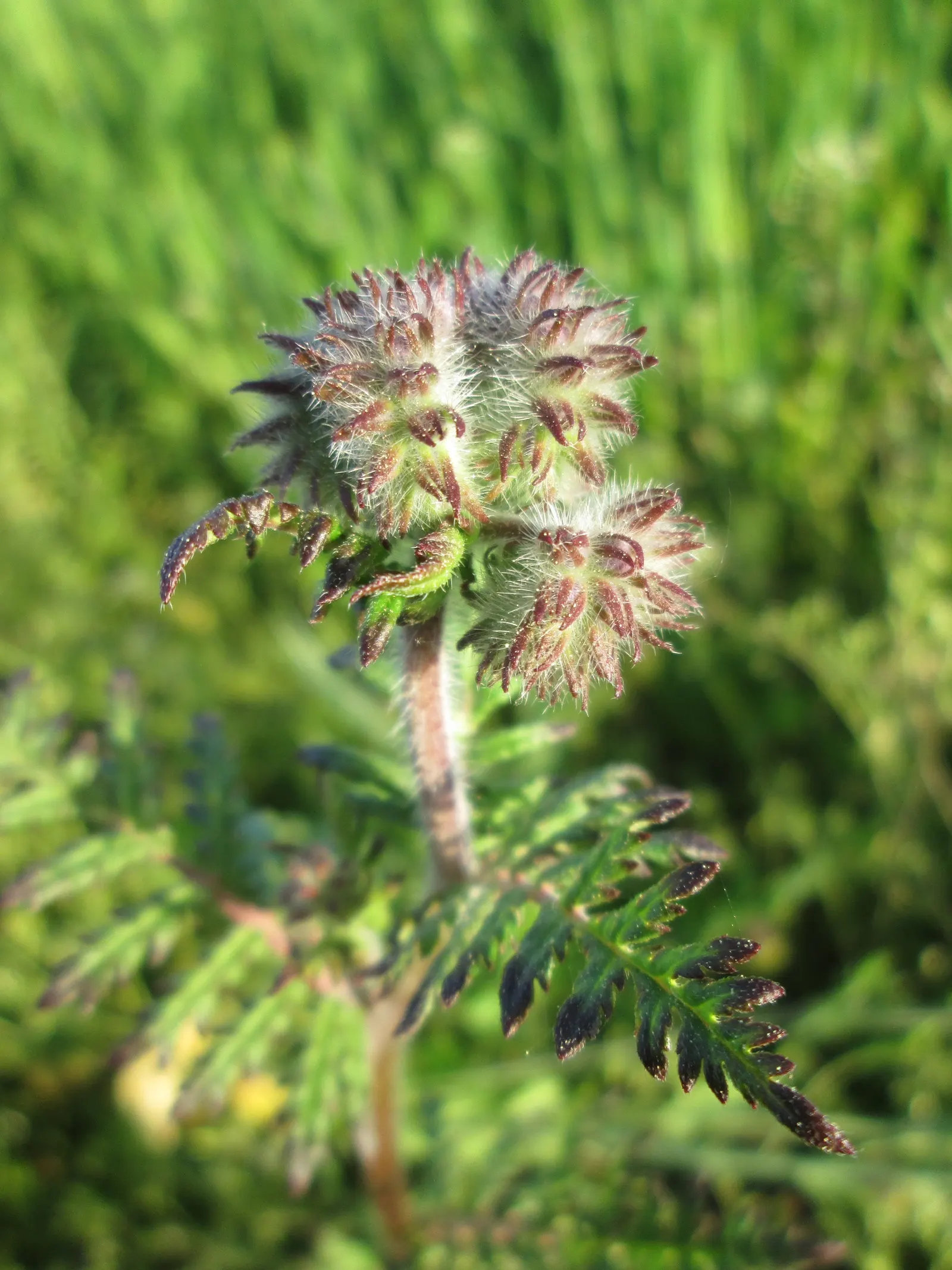 Tansy Leafed Phacelia (Phacelia Tanacetifolia) — annual with blue blooms; thus enhancing the ecosystem value of the garden.<br><br>Adaptable to a, image 107