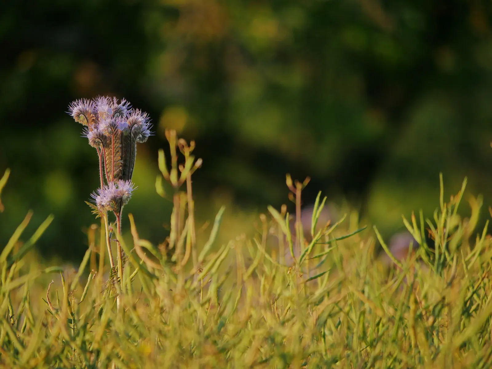 Tansy Leafed Phacelia (Phacelia Tanacetifolia) — fern-like leaves and clusters of lavender to violet bell-shaped flowers; thriving in USDA hardiness zones 3