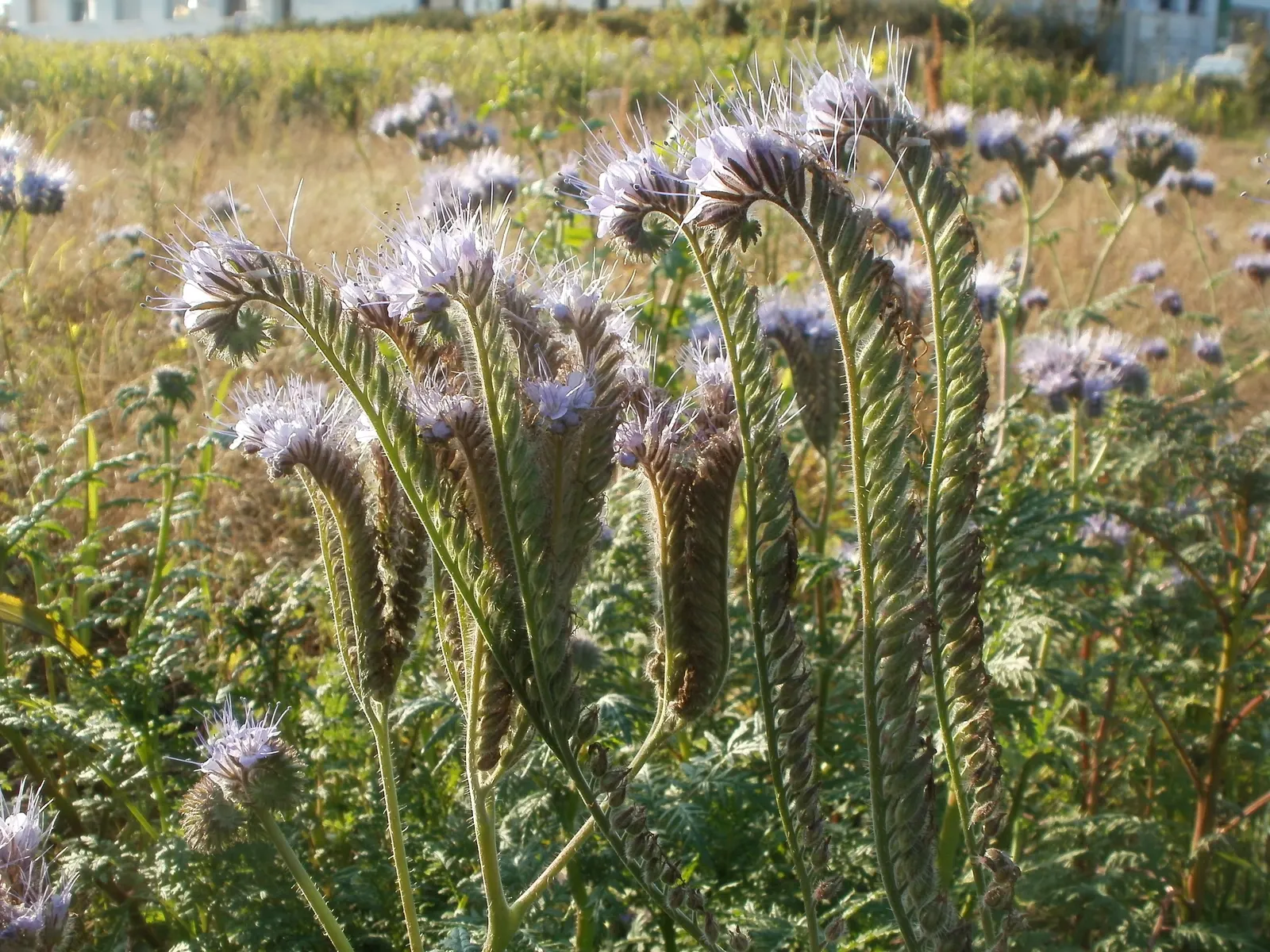 Tansy Leafed Phacelia (Phacelia Tanacetifolia) — making it an excellent choice for ecological gardens; fern-like leaves display a unique