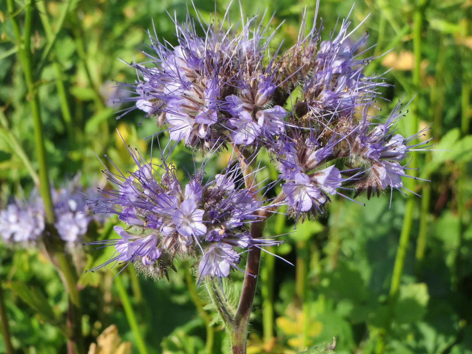 Tansy Leafed Phacelia (Phacelia Tanacetifolia) — Blooming from late spring into summer; blue flowers in the garden, image 58