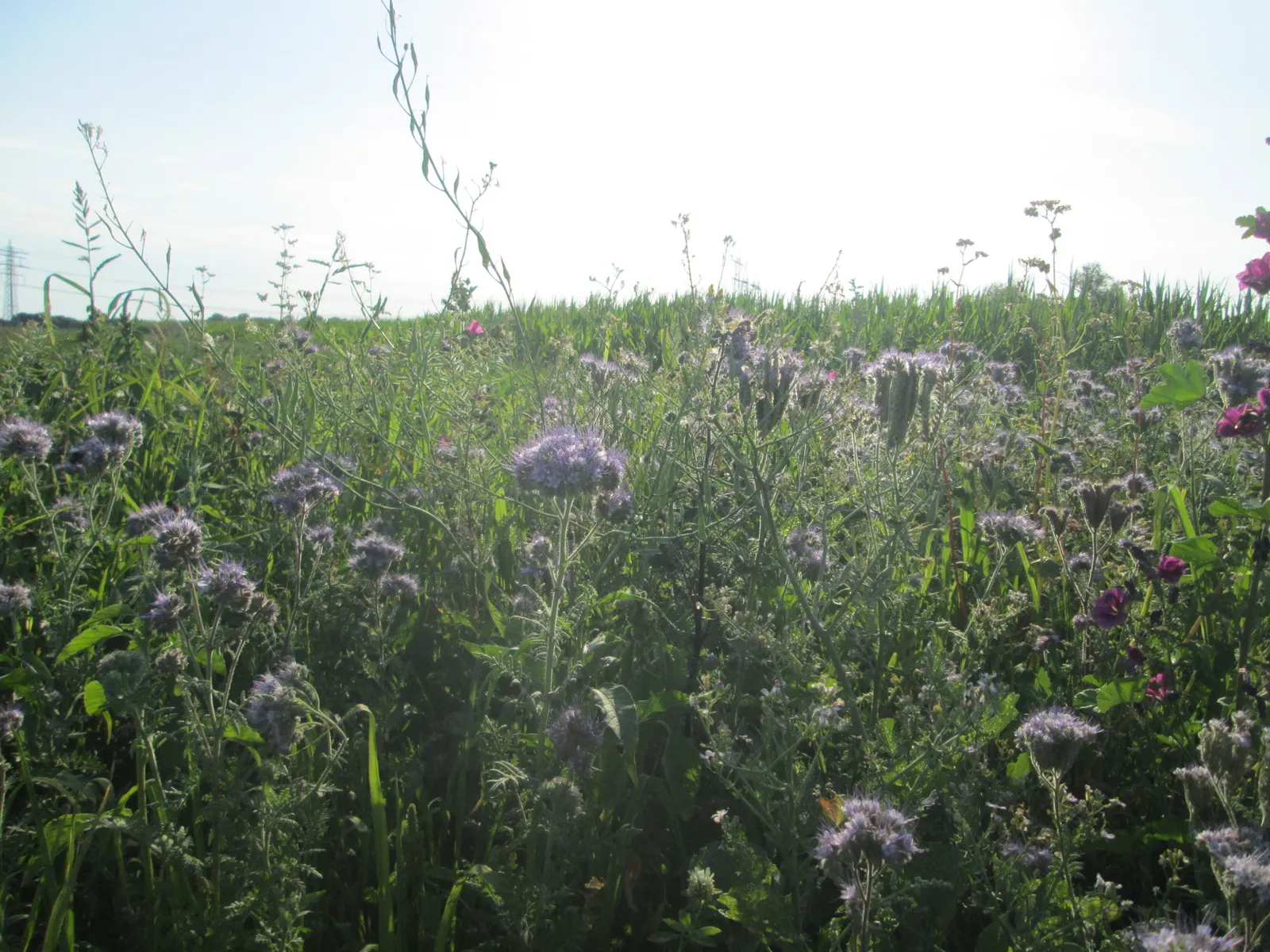 Tansy Leafed Phacelia (Phacelia Tanacetifolia) — it attracts bees and beneficial insects